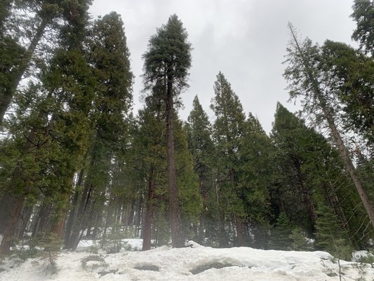 Wawona Campground by null