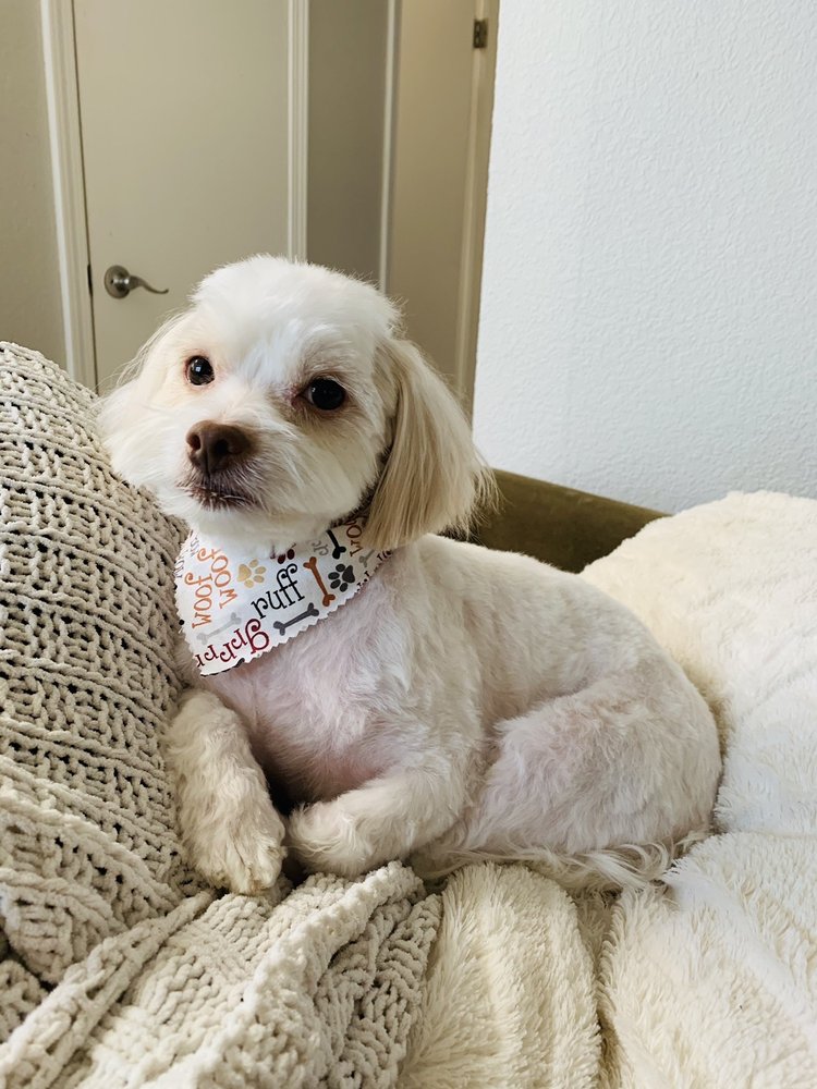 ALPINE PET GROOMING Updated September 2024 16 Photos & 15 Reviews