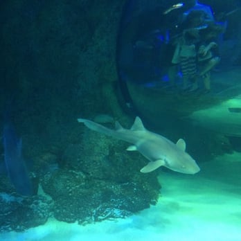 ICON Park - Shots from the aquarium another attraction at the Orlando Eye. - Amusement Parks Near Me - Orlando, Florida ICON Park - Shots from the aquarium another attraction at the Orlando Eye. - Amusement Parks Near Me - Orlando, Florida