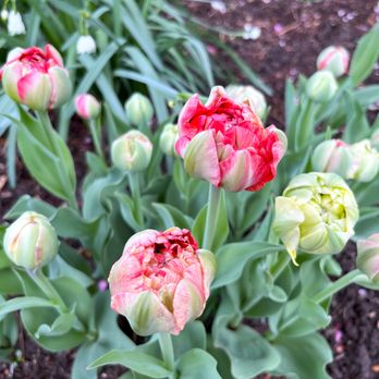 Denver Botanic Gardens - Parks Near Me - Denver, Colorado Denver Botanic Gardens - Parks Near Me - Denver, Colorado