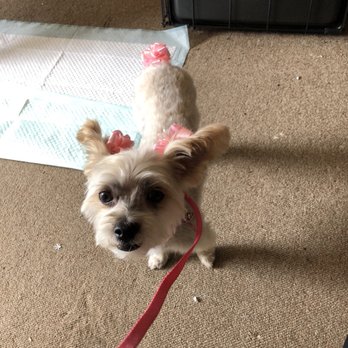 bathing beauties mobile dog grooming