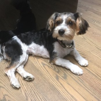 The Hounds  - Summer cut for the Biewer and first hair cut for the Morkie - Pet Services Near Me - Ottawa, Ontario