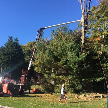 Top Notch Tree Service - Tree Services Near Me - Huntington Station, New York Top Notch Tree Service - Tree Services Near Me - Huntington Station, New York