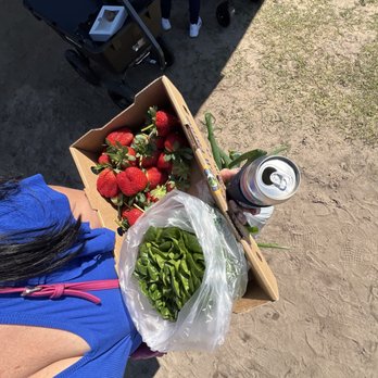 Southern Hill Farms - My haul - strawberries, bib lettuce, white onions - Fruits & Veggies Near Me - Clermont, Florida Southern Hill Farms - My haul - strawberries, bib lettuce, white onions - Fruits & Veggies Near Me - Clermont, Florida