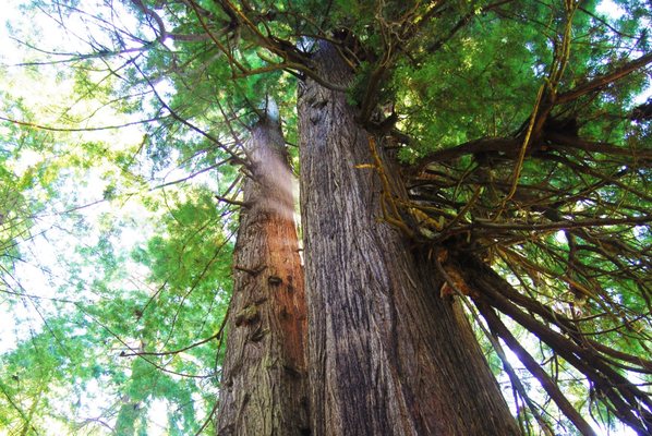 Redwood Adventures by null