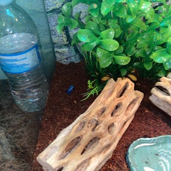 Reptile Island - Dart frogs - Pet Stores Near Me - Stanton, California Reptile Island - Dart frogs - Pet Stores Near Me - Stanton, California