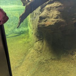 Wild Life Sydney - Platypus