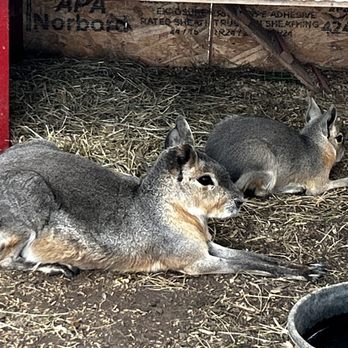 Oshawa Zoo - Not sure what these are but they're cute - Zoos Near Me - Oshawa, Ontario Oshawa Zoo - Not sure what these are but they're cute - Zoos Near Me - Oshawa, Ontario