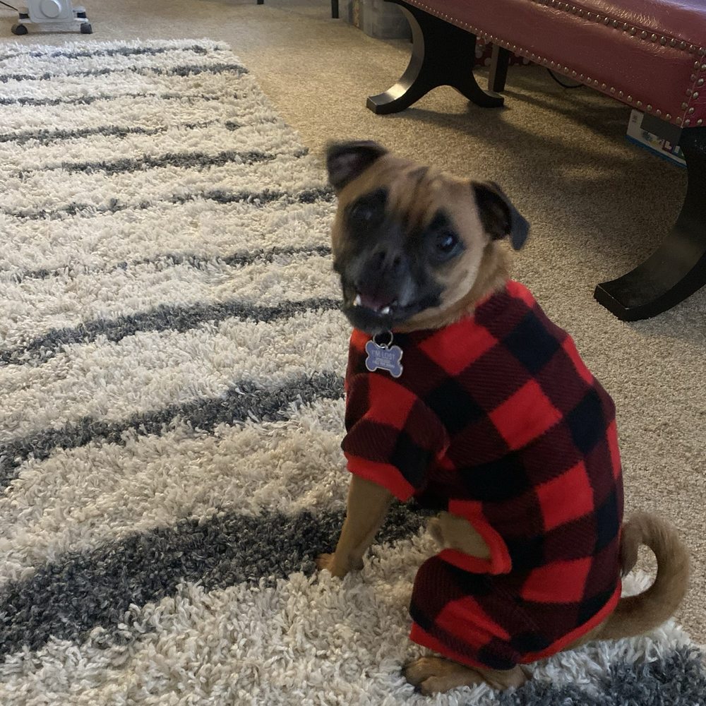 Jantastic Paws - My puppy - Pet Sitting Near Me