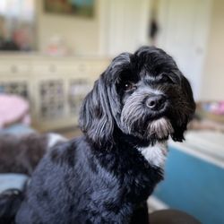 Yuppy Puppy Havanese