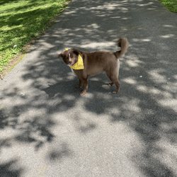 Petsense - Auggie