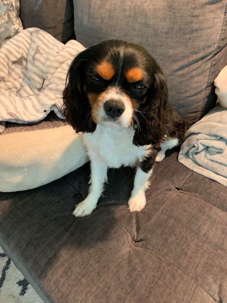 CANINE DIMENSIONS Charlotte, NC Yelp