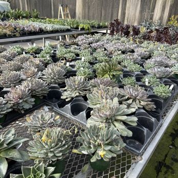 Cook's Farm & Greenhouse - Echeveria succulents - Nurseries & Gardening Near Me - Orem, Utah Cook's Farm & Greenhouse - Echeveria succulents - Nurseries & Gardening Near Me - Orem, Utah