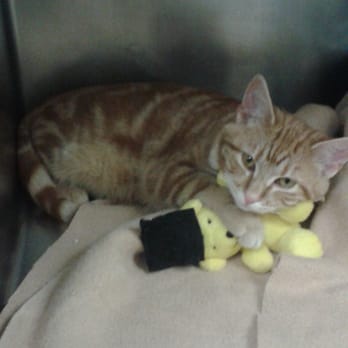 Last Hope Animal Rescue - This baby is cuddling his toy.  How sweet! - Animal Shelters Near Me - Wantagh, New York