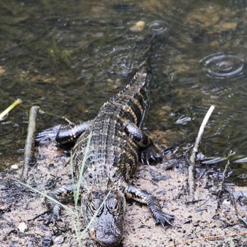 Colt Creek State Park - Parks Near Me - Lakeland, Florida