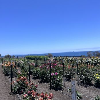 Harris Gaviota Farm - Pick Your Own Farms Near Me - Gaviota, California Harris Gaviota Farm - Pick Your Own Farms Near Me - Gaviota, California