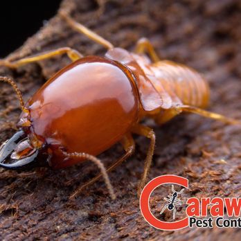 Troy Caraway - Pest Control Near Me - Cypress, Texas Troy Caraway - Pest Control Near Me - Cypress, Texas