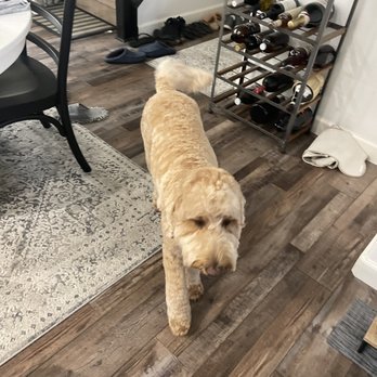 Cali Pets - Golden doodle - Pet Groomers Near Me - San Marcos, California Cali Pets - Golden doodle - Pet Groomers Near Me - San Marcos, California