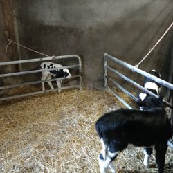 Kaasboerderij Weenink - Kaasboerderij Weenink in Lievelde