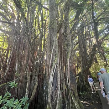Akaka Falls State Park - Parks Near Me - Honomu, Hawaii Akaka Falls State Park - Parks Near Me - Honomu, Hawaii