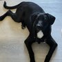 Photo of San Diego Humane Society - Oceanside Campus for Dogs
