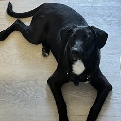 San Diego Humane Society - Oceanside Campus for Dogs