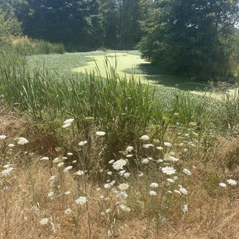 Talking Water Gardens - Wild baby's breath - Parks Near Me - Albany, Oregon