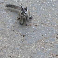 Kings Canyon National Park - Little Chipmunk 07-04-2025