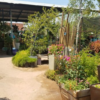 Dig It Gardens - Variety of plants and trees - Nurseries & Gardening Near Me - Phoenix, Arizona