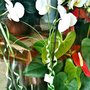 Photo of Priades fleurs