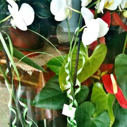 Priades fleurs