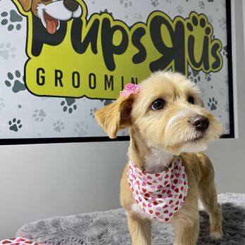 Pups R Us - Pet Groomers Near Me - Long Beach, California Pups R Us - Pet Groomers Near Me - Long Beach, California