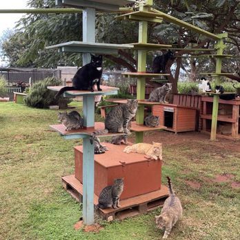 Lanai Cat Sanctuary - Animal Shelters Near Me - Lanai City, Hawaii Lanai Cat Sanctuary - Animal Shelters Near Me - Lanai City, Hawaii