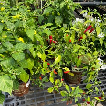 Larson's Garden Center - Still selling vegetable plants the first week of August & unlike most places, they are continuing to take great care of their plants. - Landscaping Near Me - Burlington, Connecticut