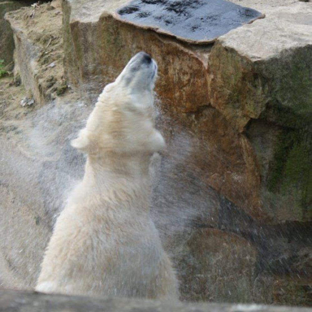 Knut having a shake off Knut having a shake off