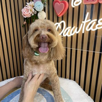 Pawtastic - Great service always quick and Myles loves it here! - Pet Groomers Near Me - Tustin, California Pawtastic - Great service always quick and Myles loves it here! - Pet Groomers Near Me - Tustin, California