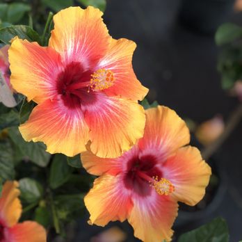 Pesche's Flowers - Nurseries & Gardening Near Me - Des Plaines, Illinois