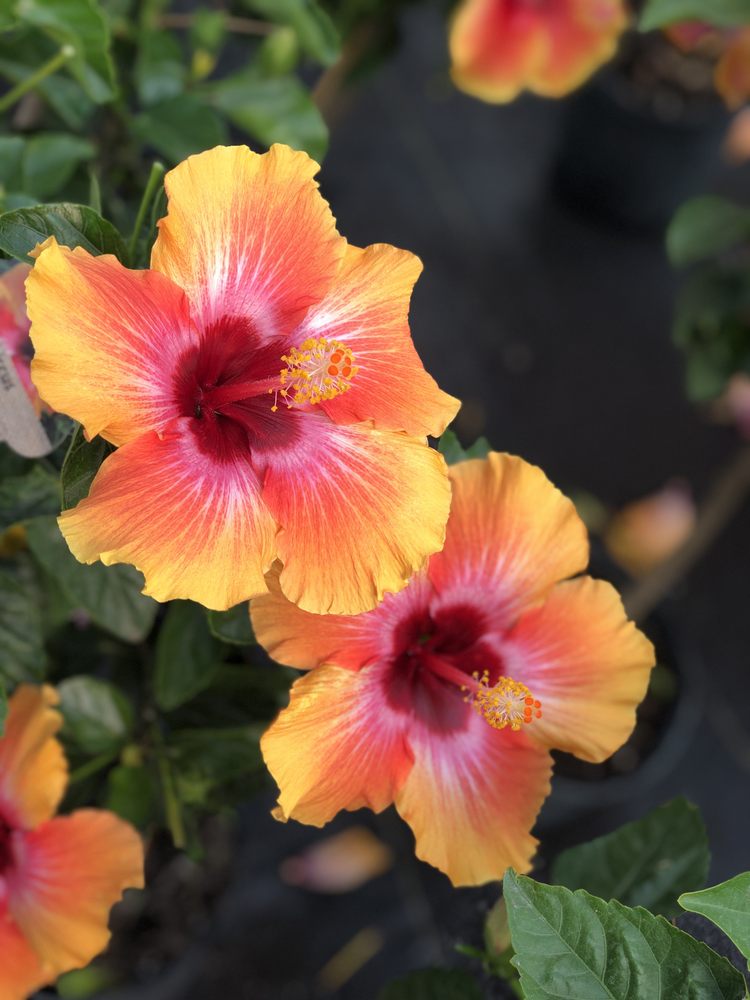 PESCHE’S FLOWERS 127 Photos & 126 Reviews Nurseries & Gardening