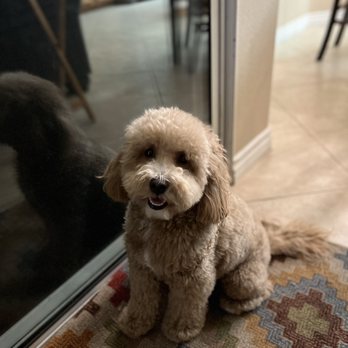 Healthy Spot - Pasadena - Pet Groomers Near Me - Pasadena, California