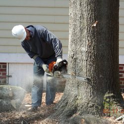 Greg Nelson Tree Service