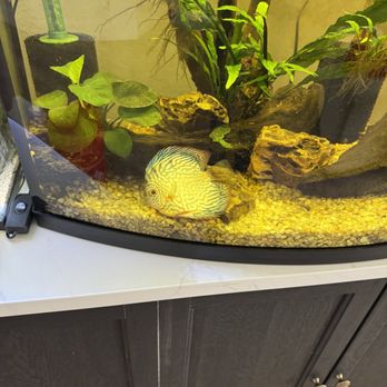 LAS VEGAS EXOTIC FISH - Updated December 2025 - 64 Photos & 39 Reviews