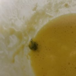 Fly in Mango Lassi Fly in Mango Lassi