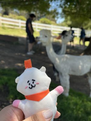 Canzelle Alpacas by null