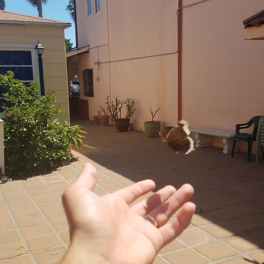 ISKCON San Diego - a butterfly landing on my hand in the temple courtyard. this really happend - Hindu Temples Near Me - Pacific Beach, California ISKCON San Diego - a butterfly landing on my hand in the temple courtyard. this really happend - Hindu Temples Near Me - Pacific Beach, California
