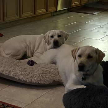 Labrador Rescuers - In love - Animal Shelters Near Me - San Diego, California Labrador Rescuers - In love - Animal Shelters Near Me - San Diego, California
