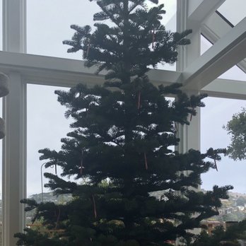 Pronzini Christmas Tree Lot - A Beauty!!!! - Christmas Trees Near Me - San Rafael, California Pronzini Christmas Tree Lot - A Beauty!!!! - Christmas Trees Near Me - San Rafael, California