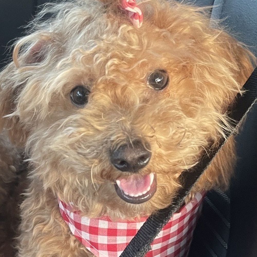Planet K-9 - The smile on Novalee face when we pulled into the parking lot of doggie daycare. planet K-9 . The staff is amazing ! - Pet Groomers Near Me - Beaumont, Texas