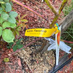 Performance Nursery - Tree label