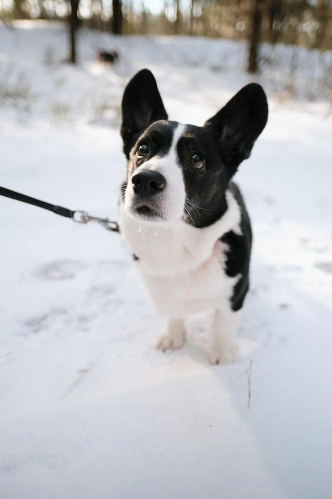 Puppy Pathfinders - pet boarding facility in Sandy, UT