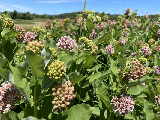 The Windham Path by null